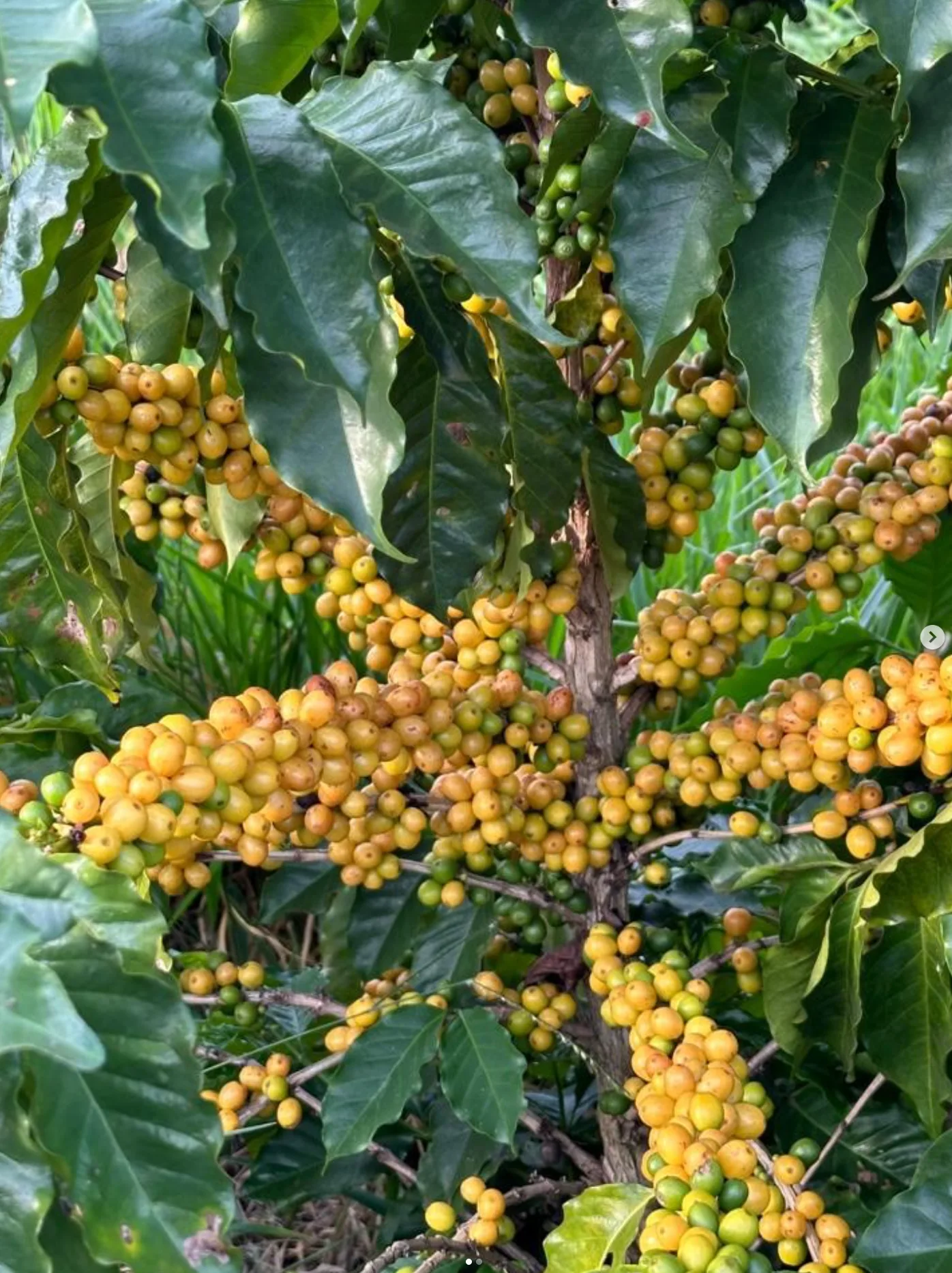 Cerejas amarelas maduras no pé de café