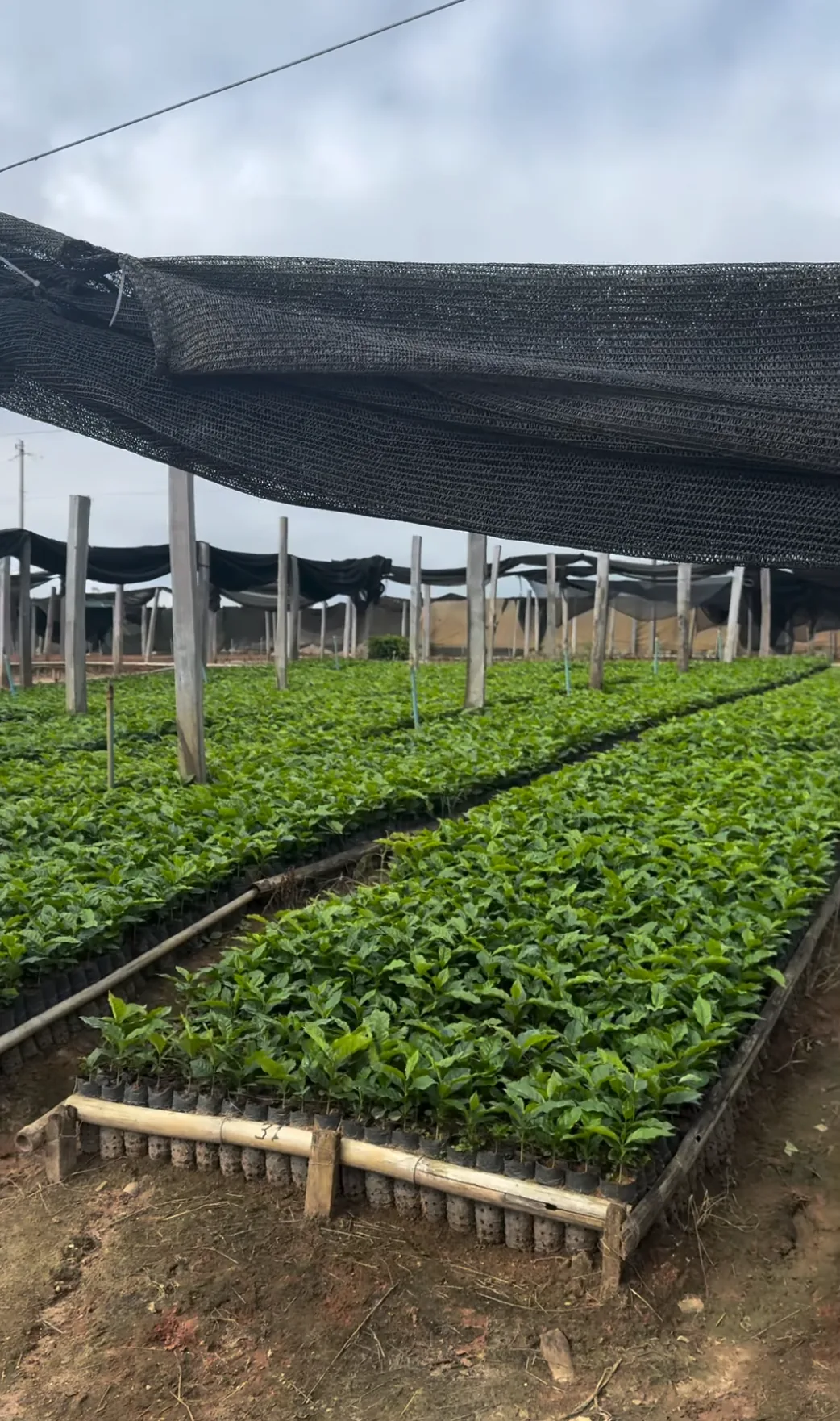 Mudas de café em viveiro com sombreamento