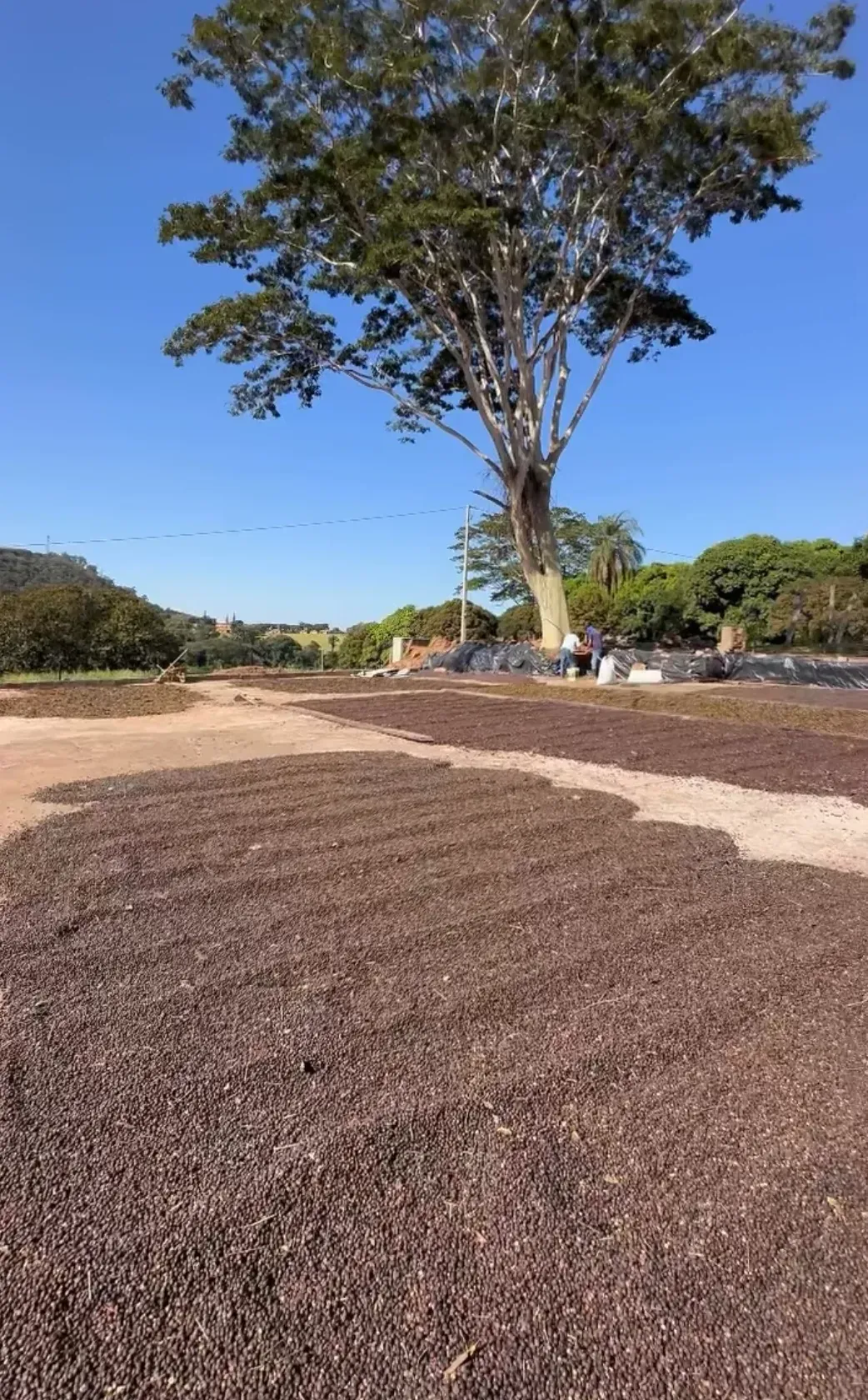 Terreiro de secagem natural com árvore icônica