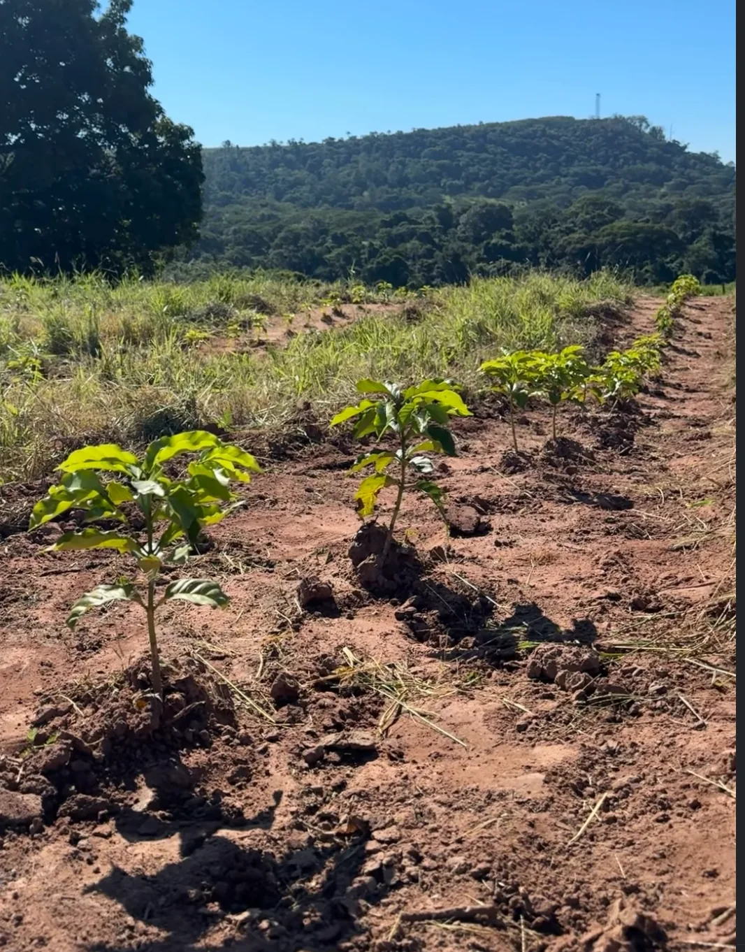 Plantio jovem de café em terra vermelha